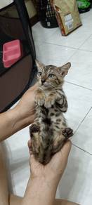 kucing bengal untuk di jual