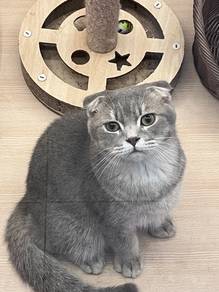 Scottish Fold Cat for sale