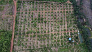 Agricultural Land in Muar, JHR