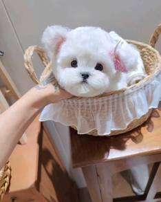 Mini Bichon _ boy 