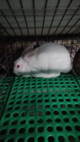 Arnab Minirex jantan muda