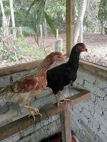 ayam kacuk