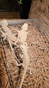 Bearded Dragon