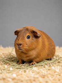 American Guinea Pig