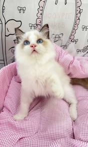 Ragdoll Seal Point Bicolor Male