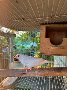 induk zibra finch