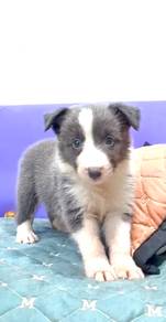 Border collie blue grey blue eyes