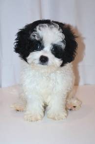 J0391 Shihpoo Teddy Bear Baby Face Curly Puppy