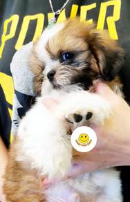 SS10022 Shih Tzu brown and white haired cute puppy