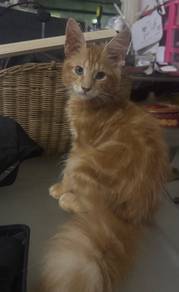 mainecoon cat