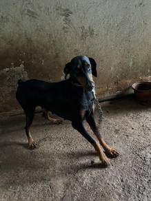 Doberman puppies