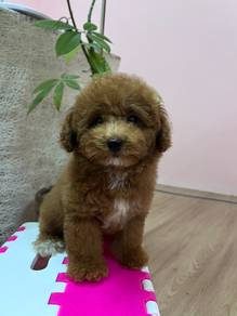 poodle