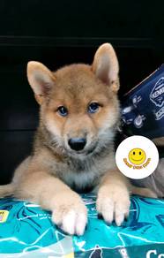 SS920 Shiba Inu brown haired puppy