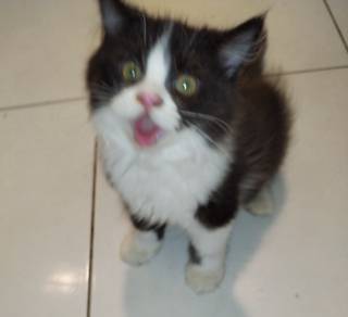 Kitten 