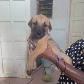 Puppies for adoption (URGENT)