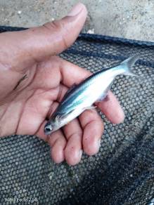 ikan murah gila
