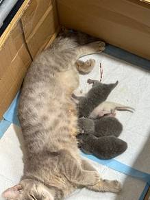 5 ekor BSH + munchkin