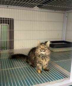 Kucing kaki pendek