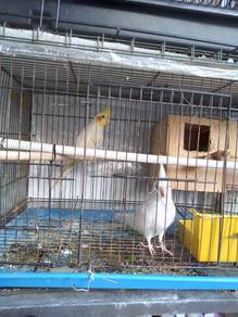 Cockatiels - Male Latino/Female Albino Red Eye x 2