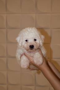J0897 Bichon Charming Cute Teddy Face Puppy