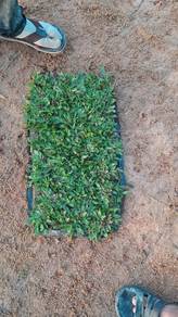 rumput hidup flipin,mutiara,  