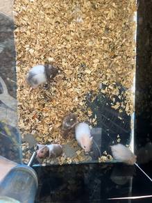hamster syrian