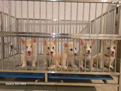 white corgi 