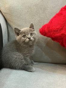 scottish straght blue