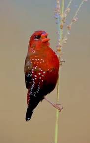 Burung strawberry finch