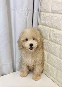 v30 Cute Poodle Puppy