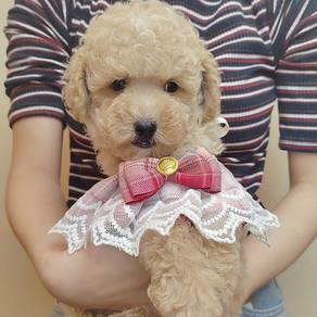 Poodle