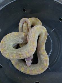 Bull snake corn