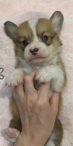 Corgi Long haired Mka certificate