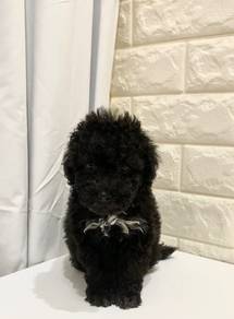 G49 Kawai Maltipoo Dog