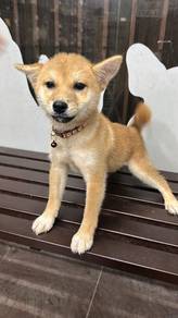 Shiba Inu FemaleF1