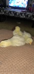 active chicks 