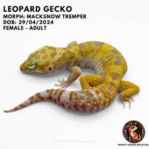 Leopard Gecko Malaysia Macksnow Tremper JB 新山豹纹守宫