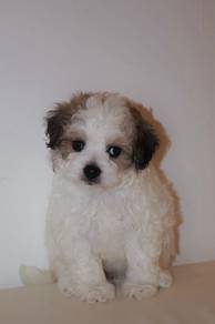 D29 Sweet Shihpoo Puppy