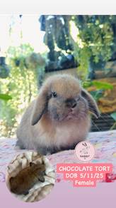 chocolate torty HL holland lop bunny rabbit arnab