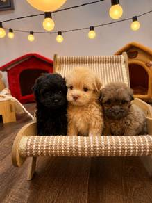 Maltipoo