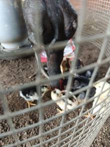 Anak ayam 