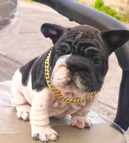 FRENCH BULLDOG PUPPIES 🌻A205 Cute & Big Rope