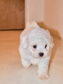 A20 Little Bichon Puppy