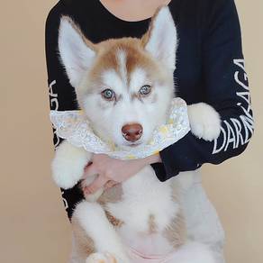 Husky