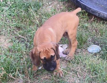Boerboel mastiff 