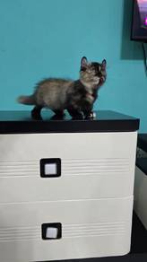 Munchkin Kinkalow Tortie Betina