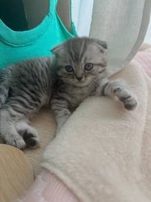 BSH Kitten Silver Marble