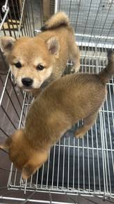 Pure Breed Shiba Inu Puppies (3Male) 纯种柴犬宝宝 弟弟