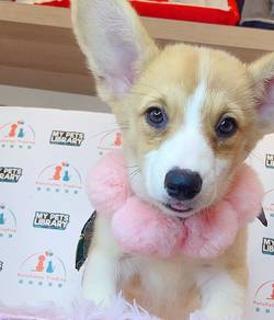 Welsh Corgi