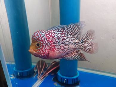 flower horn kamfa cantik